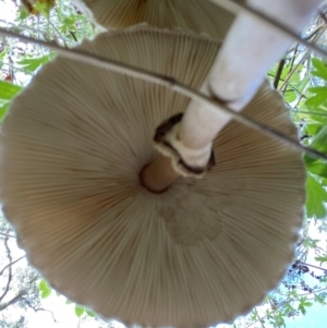 Chlorophyllum/Macrolepiota sp. (genus) at Jerrabomberra, NSW - 4 Mar 2022