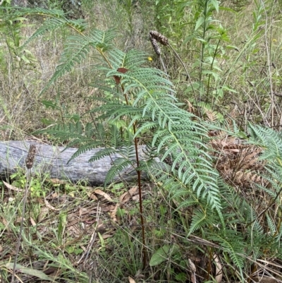 Pteridium esculentum (Bracken) at Jerrabomberra, NSW - 4 Mar 2022 by Steve_Bok