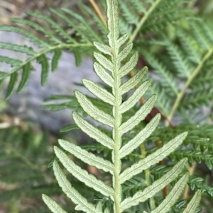 Pteridium esculentum at Jerrabomberra, NSW - 4 Mar 2022