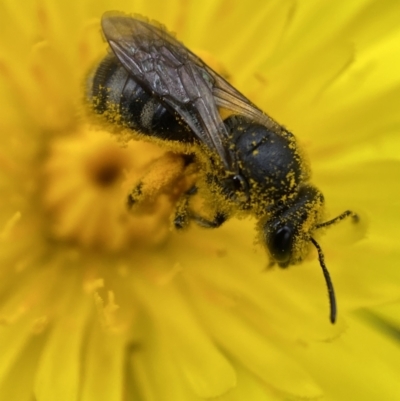 Lasioglossum (Chilalictus) lanarium (Halictid bee) at Jerrabomberra, NSW - 4 Mar 2022 by SteveBorkowskis