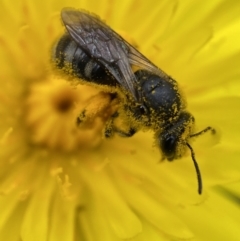 Lasioglossum (Chilalictus) lanarium (Halictid bee) at Jerrabomberra, NSW - 4 Mar 2022 by Steve_Bok