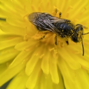 Lasioglossum (Chilalictus) lanarium at Jerrabomberra, NSW - 4 Mar 2022 12:20 PM