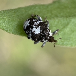 Mogulones larvatus at Jerrabomberra, NSW - 4 Mar 2022