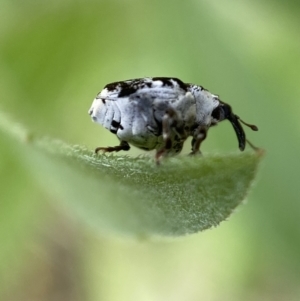 Mogulones larvatus at Jerrabomberra, NSW - 4 Mar 2022