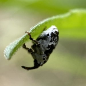 Mogulones larvatus at Jerrabomberra, NSW - 4 Mar 2022