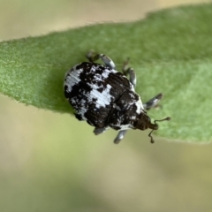 Mogulones larvatus at Jerrabomberra, NSW - 4 Mar 2022 12:15 PM