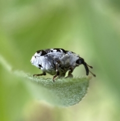 Mogulones larvatus at Jerrabomberra, NSW - 4 Mar 2022 12:15 PM