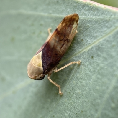 Brunotartessus fulvus (Yellow-headed Leafhopper) at Jerrabomberra, NSW - 4 Mar 2022 by SteveBorkowskis