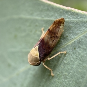 Brunotartessus fulvus at Jerrabomberra, NSW - 4 Mar 2022 12:05 PM