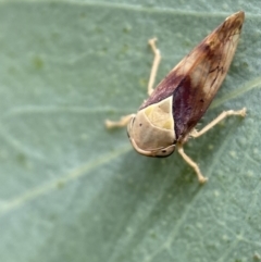 Brunotartessus fulvus at Jerrabomberra, NSW - 4 Mar 2022 12:05 PM