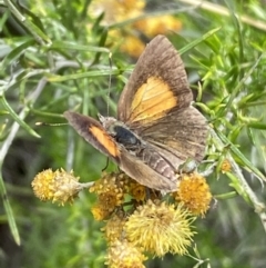 Lucia limbaria (Chequered Copper) at Jerrabomberra, NSW - 4 Mar 2022 by SteveBorkowskis