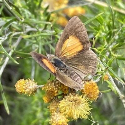 Lucia limbaria (Chequered Copper) at Jerrabomberra, NSW - 4 Mar 2022 by Steve_Bok