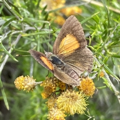 Lucia limbaria (Chequered Copper) at Jerrabomberra, NSW - 4 Mar 2022 by SteveBorkowskis