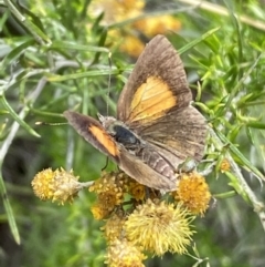 Lucia limbaria (Chequered Copper) at Jerrabomberra, NSW - 4 Mar 2022 by Steve_Bok