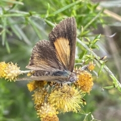 Lucia limbaria at Jerrabomberra, NSW - 4 Mar 2022