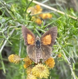 Lucia limbaria at Jerrabomberra, NSW - 4 Mar 2022