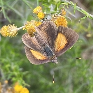 Lucia limbaria at Jerrabomberra, NSW - 4 Mar 2022