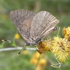 Lucia limbaria at Jerrabomberra, NSW - 4 Mar 2022