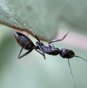 Camponotus nigroaeneus at Jerrabomberra, NSW - 4 Mar 2022