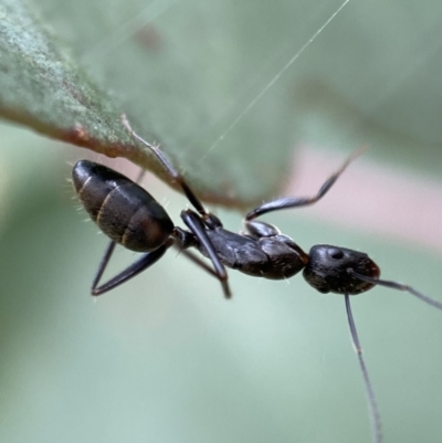 Camponotus nigroaeneus (Sugar ant) at Jerrabomberra, NSW - 4 Mar 2022 by Steve_Bok