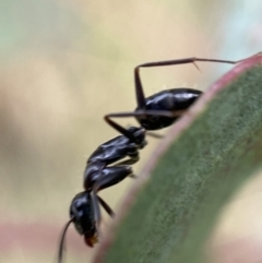 Camponotus nigroaeneus at Jerrabomberra, NSW - 4 Mar 2022