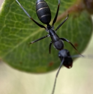 Camponotus nigroaeneus at Jerrabomberra, NSW - 4 Mar 2022