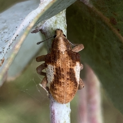 Gonipterus pulverulentus (Eucalyptus weevil) at Jerrabomberra, NSW - 4 Mar 2022 by Steve_Bok