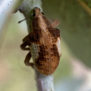 Gonipterus pulverulentus at Jerrabomberra, NSW - 4 Mar 2022 11:31 AM