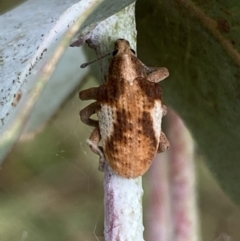 Gonipterus pulverulentus at Jerrabomberra, NSW - 4 Mar 2022