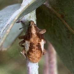 Gonipterus pulverulentus at Jerrabomberra, NSW - 4 Mar 2022