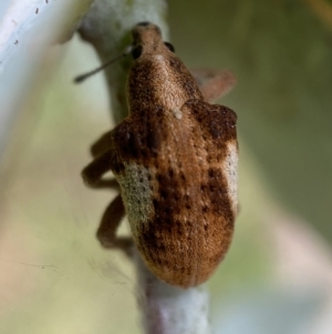 Gonipterus pulverulentus at Jerrabomberra, NSW - 4 Mar 2022