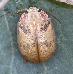 Paropsis charybdis (Eucalyptus leaf beetle) at Jerrabomberra, NSW - 4 Mar 2022 by SteveBorkowskis