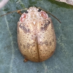 Paropsis charybdis (Eucalyptus leaf beetle) at QPRC LGA - 4 Mar 2022 by Steve_Bok