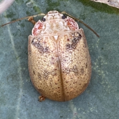 Paropsis charybdis (Eucalyptus leaf beetle) at Jerrabomberra, NSW - 4 Mar 2022 by SteveBorkowskis