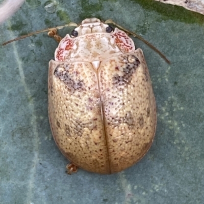 Paropsis charybdis (Eucalyptus leaf beetle) at QPRC LGA - 4 Mar 2022 by Steve_Bok