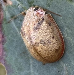 Paropsis charybdis at Jerrabomberra, NSW - 4 Mar 2022