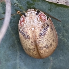 Paropsis charybdis at Jerrabomberra, NSW - 4 Mar 2022