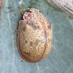 Paropsis charybdis at Jerrabomberra, NSW - 4 Mar 2022