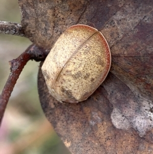 Paropsis charybdis at Jerrabomberra, NSW - 4 Mar 2022