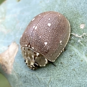 Paropsis aegrota at Jerrabomberra, NSW - 4 Mar 2022 11:43 AM