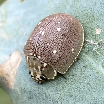 Paropsis aegrota (Eucalyptus Tortoise Beetle) at QPRC LGA - 4 Mar 2022 by Steve_Bok