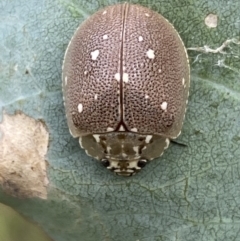 Paropsis aegrota at Jerrabomberra, NSW - 4 Mar 2022 11:43 AM