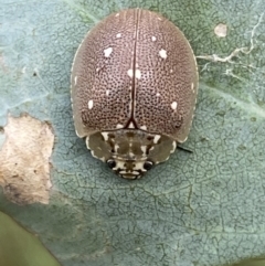 Paropsis aegrota at Jerrabomberra, NSW - 4 Mar 2022 11:43 AM