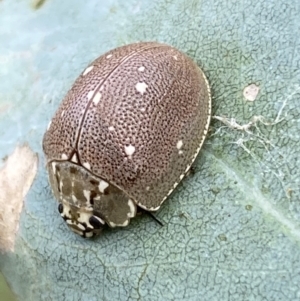 Paropsis aegrota at Jerrabomberra, NSW - 4 Mar 2022 11:43 AM