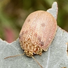 Paropsis atomaria (Eucalyptus leaf beetle) at QPRC LGA - 4 Mar 2022 by Steve_Bok