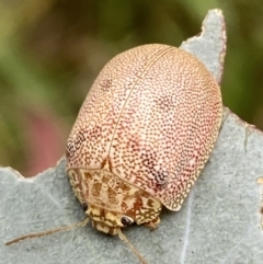 Paropsis atomaria at Jerrabomberra, NSW - 4 Mar 2022