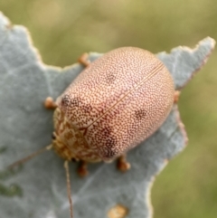 Paropsis atomaria at Jerrabomberra, NSW - 4 Mar 2022