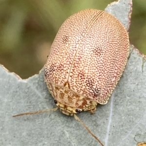 Paropsis atomaria at Jerrabomberra, NSW - 4 Mar 2022