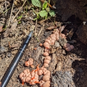 Lycogala epidendrum (Complex) at Fyshwick, ACT - 4 Mar 2022