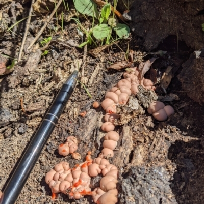 Lycogala epidendrum (Complex) (Wolf's milk) at Fyshwick, ACT - 4 Mar 2022 by SusanneG